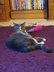 AIBU to think my cat is the cutest !