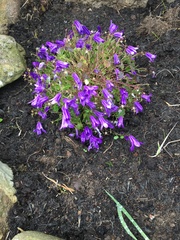 Campanula