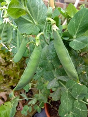 Allotment/Veg Patch Thread 14 ! growing into summer