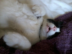 Best cat poses
