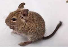 Rat or hamster?