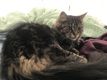 AIBU to think my cat is the cutest !