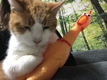 AIBU to think my cat is the cutest !