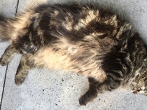 Westministenders: Another Thread, another Shit Show. Its Trump Week