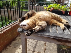 Next door's -thug- cat