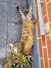 Next door's -thug- cat