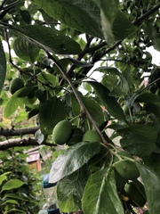 What fruit is this on my tree?