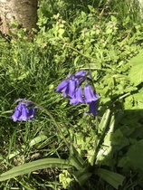 Wild Flower or Weed? Please help with ID