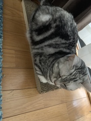 AIBU to think my cat is the cutest !