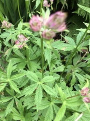 Plant identification