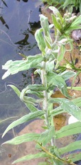 ID this pond plant?