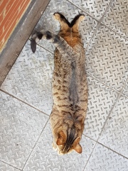 Next door's -thug- cat