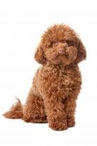Would you choose a cocker spaniel or a cockapoo?