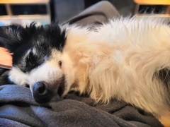 To adopt an 11 year old dog?