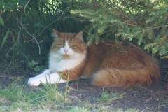 'Adopt don't shop' - tell me about your rescue cats