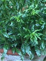 sorry ,another mystery plant needing to be identified