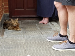 Next door's -thug- cat