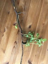 What is this growing out of my lawn - worried it's Japanese knotweed