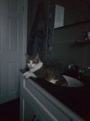 AIBU to think my cat is the cutest !