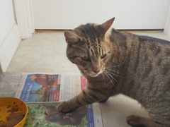 Next door's -thug- cat