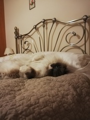 Picture of my fat cat on his back