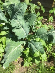 Mystery Veg 2