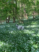 Rough collie or dalmatian - views please!