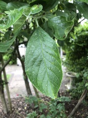 What fruit is this on my tree?