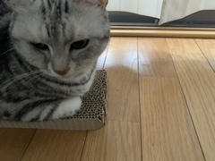 AIBU to think my cat is the cutest !