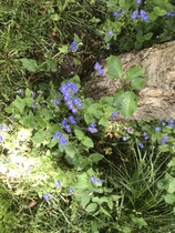 Wild Flower or Weed? Please help with ID