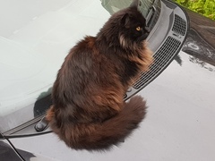 Next door's -thug- cat