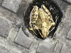 Posting here for help - just found a large toad in my garden