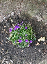Campanula ?