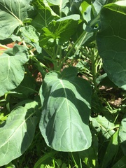 Please help us identify our veg plants (Mystery 1)