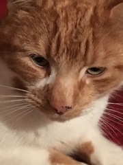 AIBU to think my cat is the cutest !