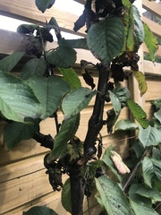 Cherry Tree leaves turning brown and wrinkly
