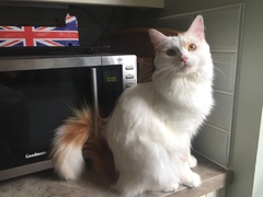 AIBU to think my cat is the cutest !