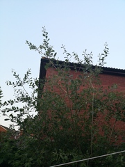 Please tell me what tree this is!