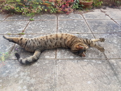 Next door's -thug- cat