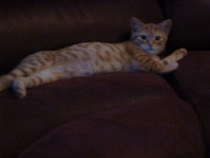 AIBU to think my cat is the cutest !