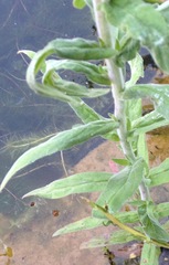 ID this pond plant?