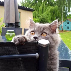 AIBU to think my cat is the cutest !