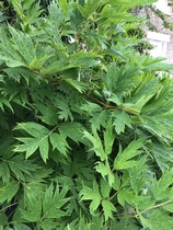 What is this plant please? And is it possible to take a cutting from it