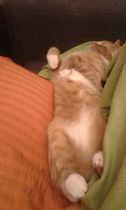 Best cat poses