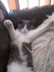 Best cat poses