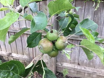 Orchards anonymous (aka show us your apples!)