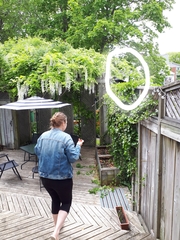 Do you feed the birds, and do they recognize you?