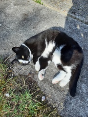 'Adopt don't shop' - tell me about your rescue cats