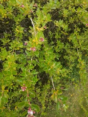 Please help me identify my enormous hedge