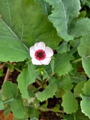 Allotment/Veg Patch Thread 14 ! growing into summer